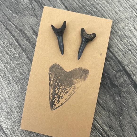 Jewelry - Shark Tooth Stud Earrings
